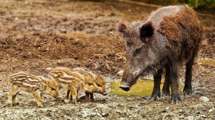 wild-boar-3481646_1920